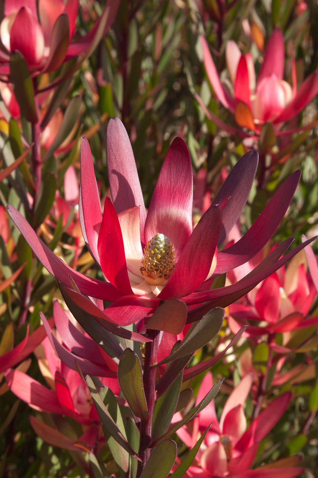 Leucadendron Safari Magic