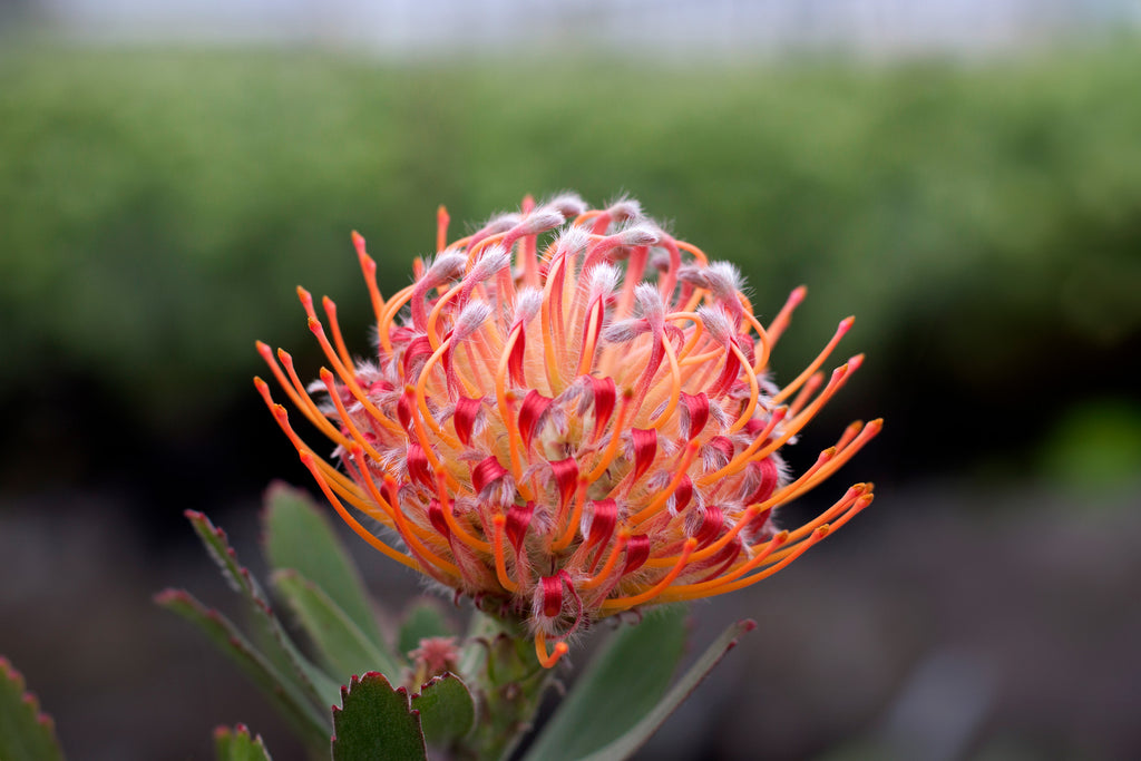 Leucospermum Scarlet Ribbon