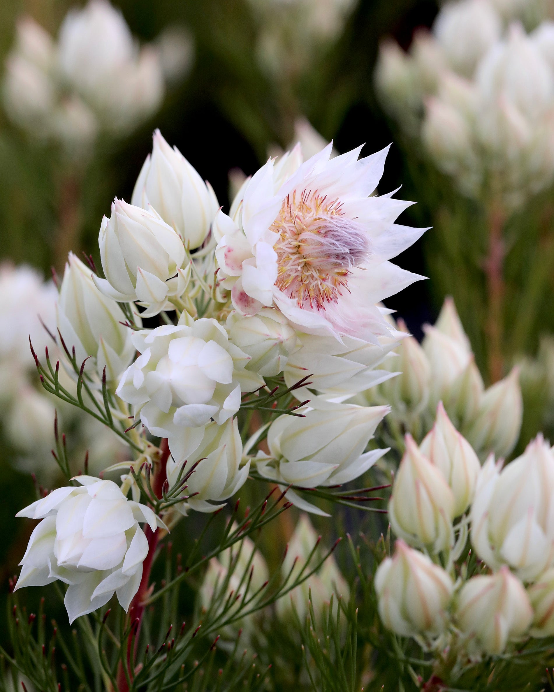 Protea Plants - Native Protea Plants Online Australia - Shop Now
