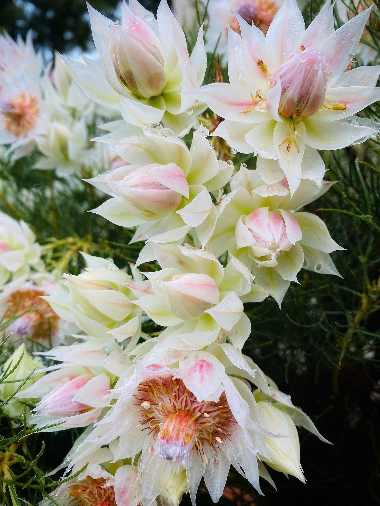 Serruria Blushing Bride