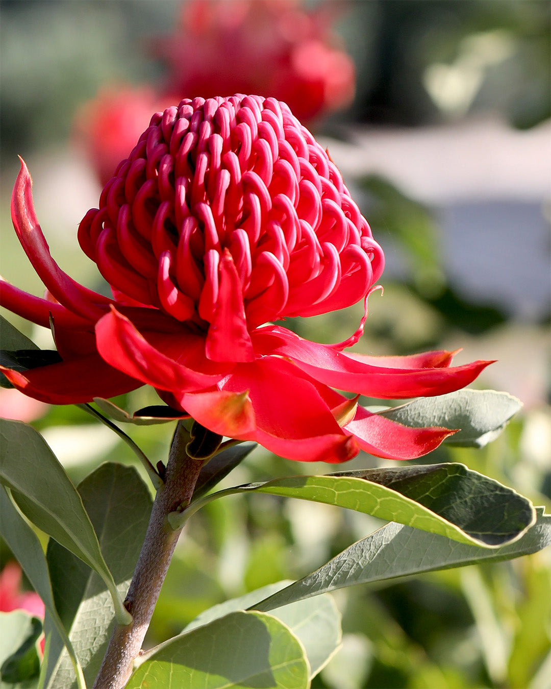 Telopea - Australian Native Waratah Plants For Sale - Proteaflora