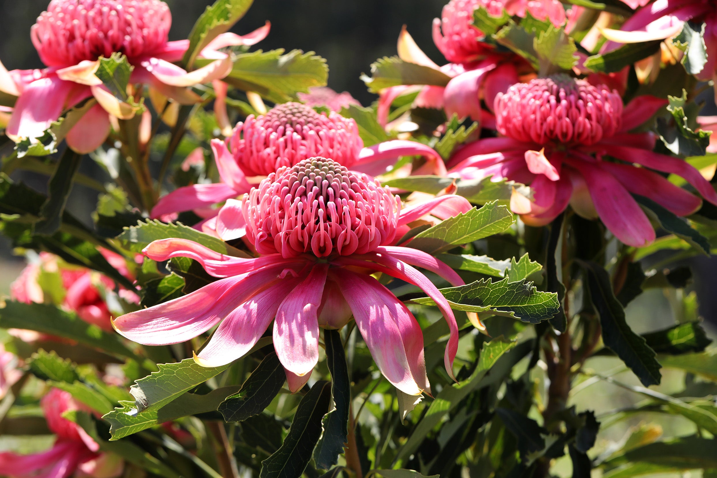 Telopea Shady Lady® Pink Waratah