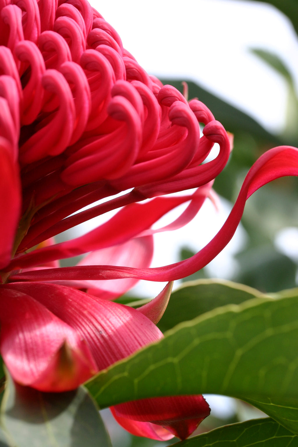 Telopea Shady Lady Red