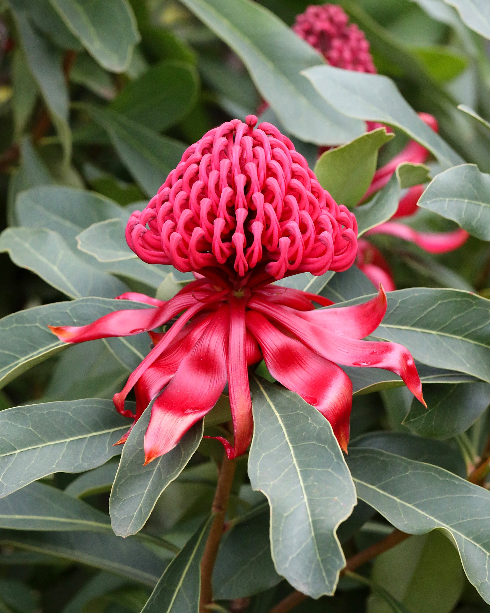 Telopea Shady Lady Red Waratah