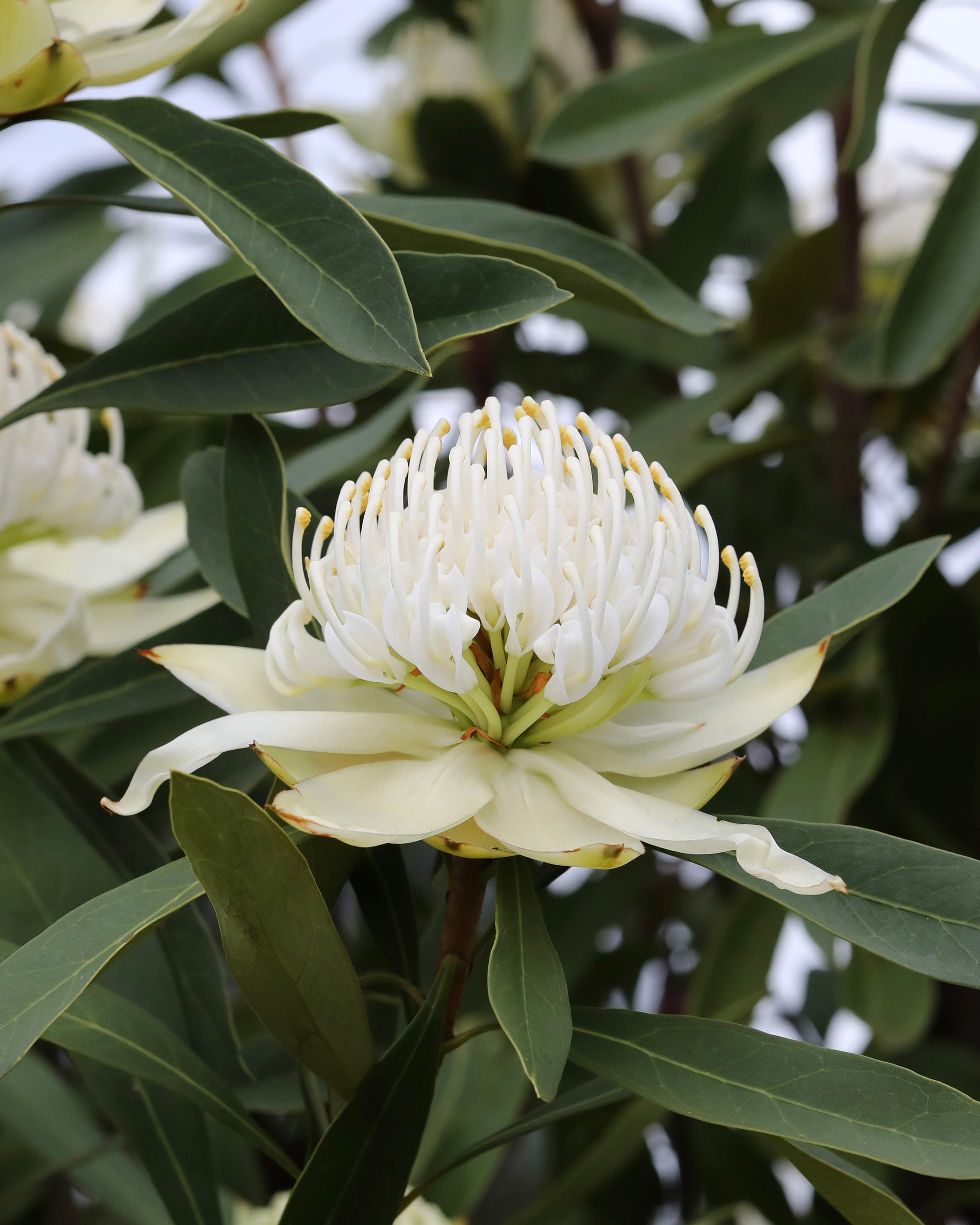 Shady-Lady-White-Waratah-