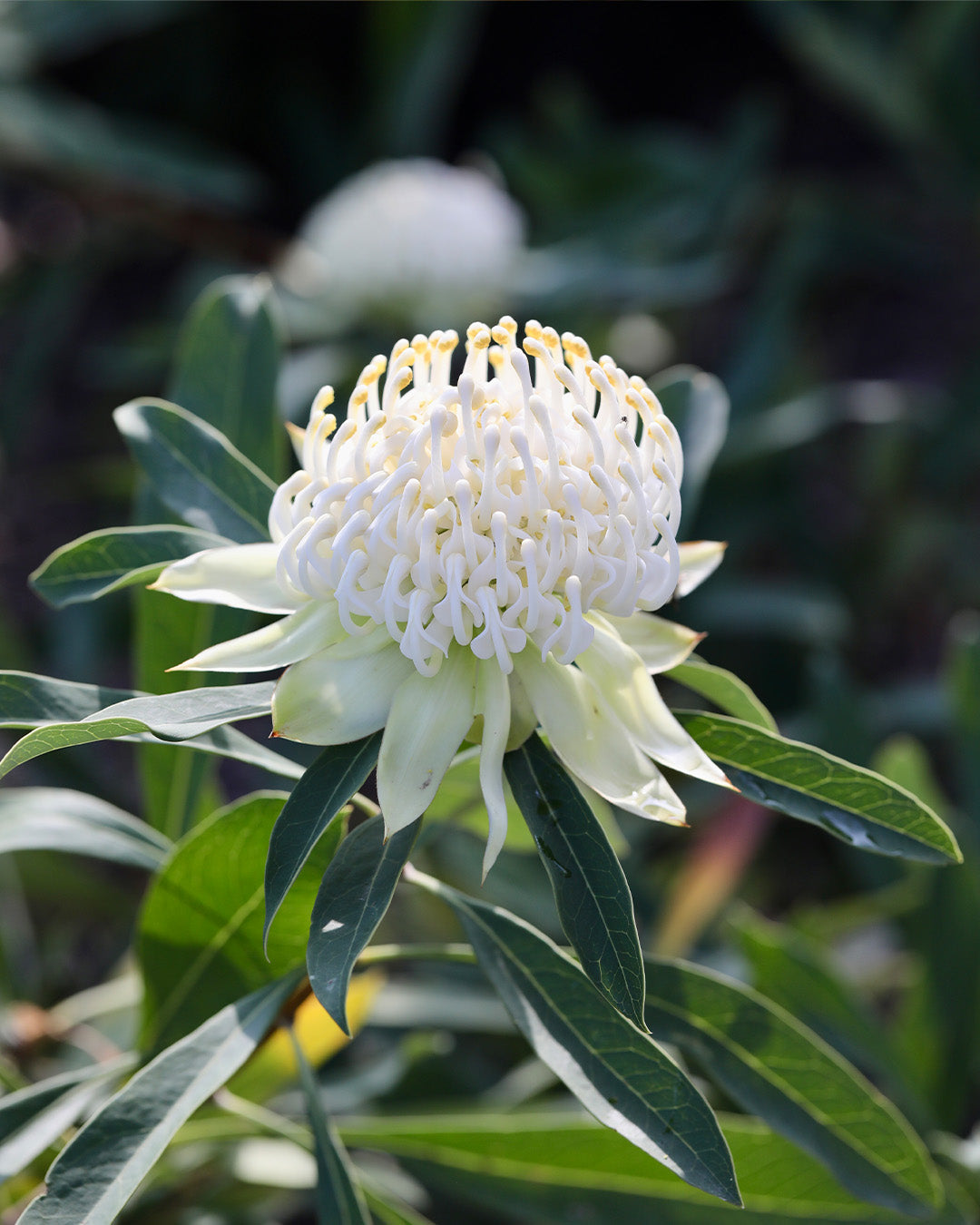 Shady Lady® White Waratah | Telopea Hybrid Australia | Proteaflora