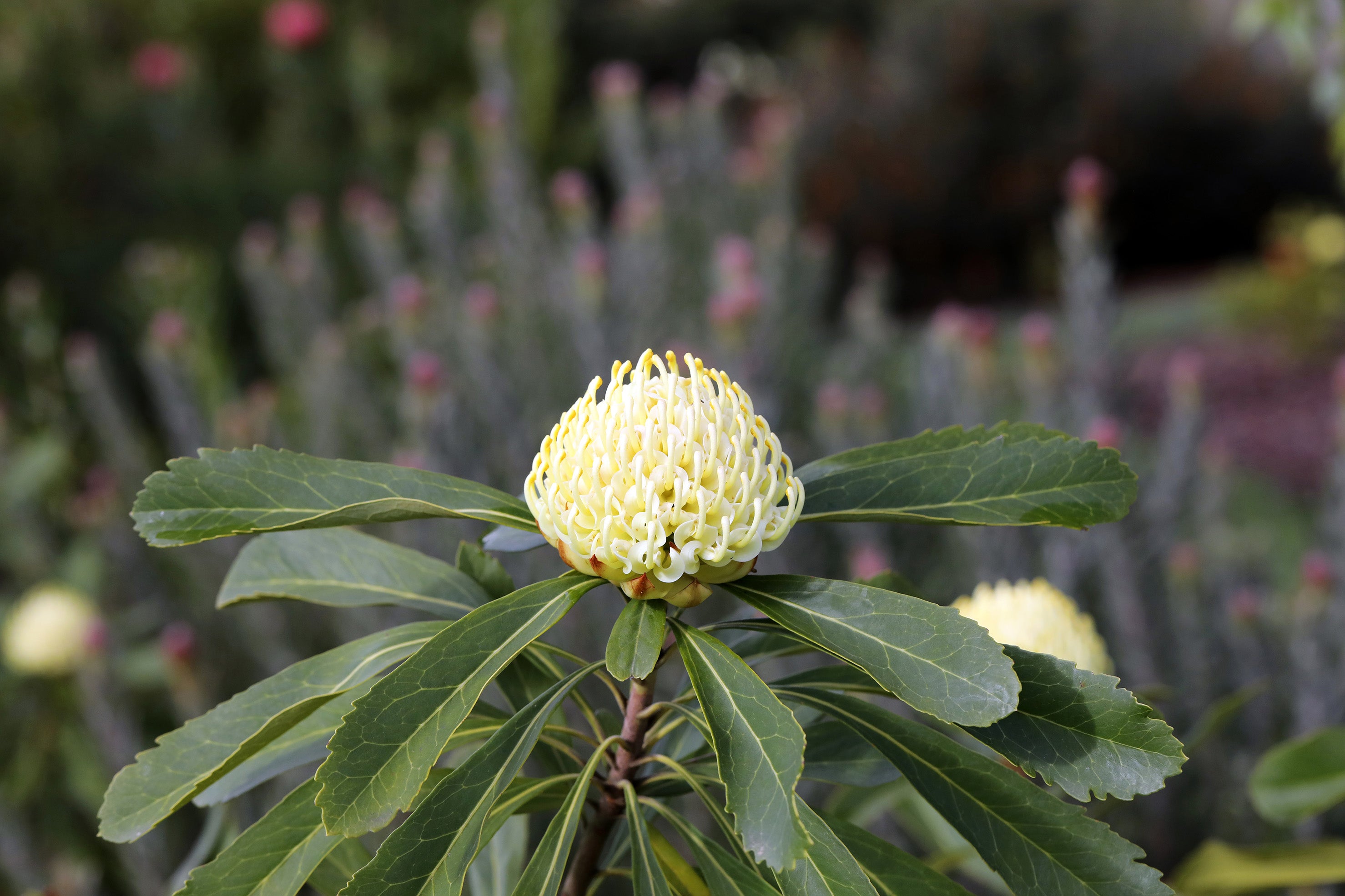 Telopea Shady Lady® Yellow