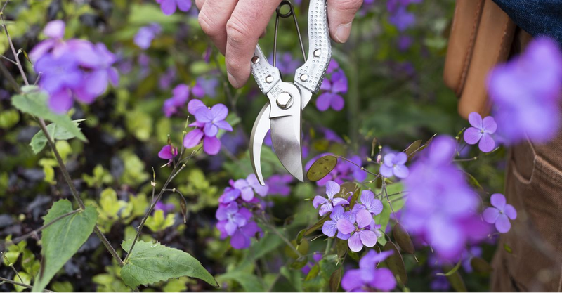 10 Essential Tools Every Gardener Needs