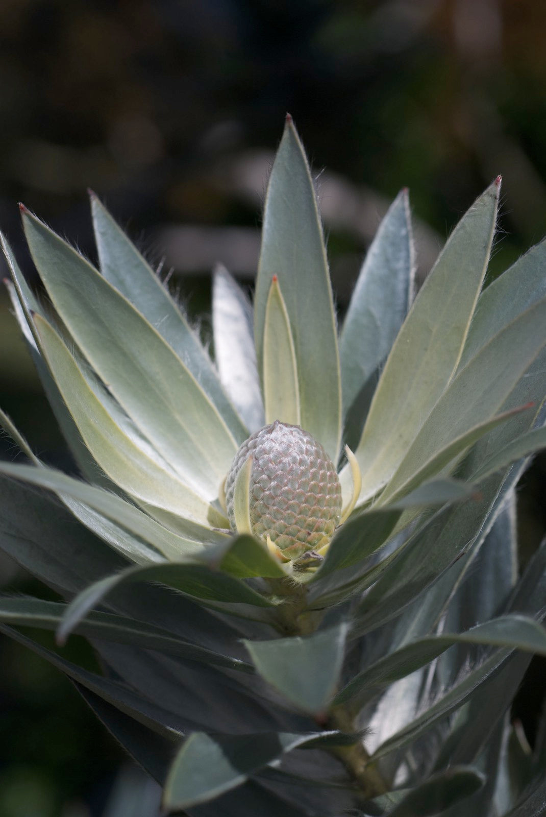 Leucadendron Silver Tree | Silver Foliage Feature Tree | Proteaflora