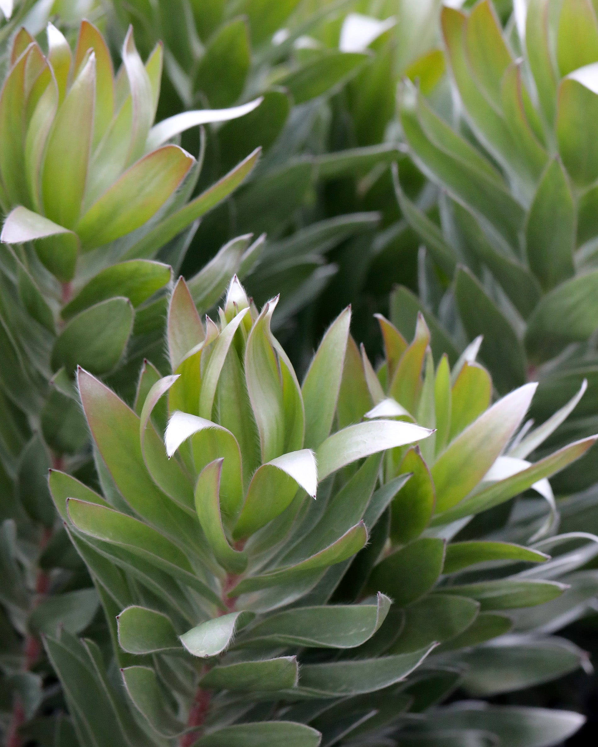 Leucadendron Silver Tree