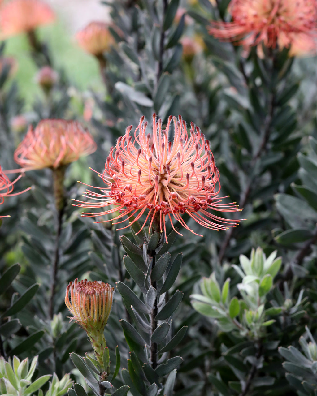 Leucospermum So Exotic