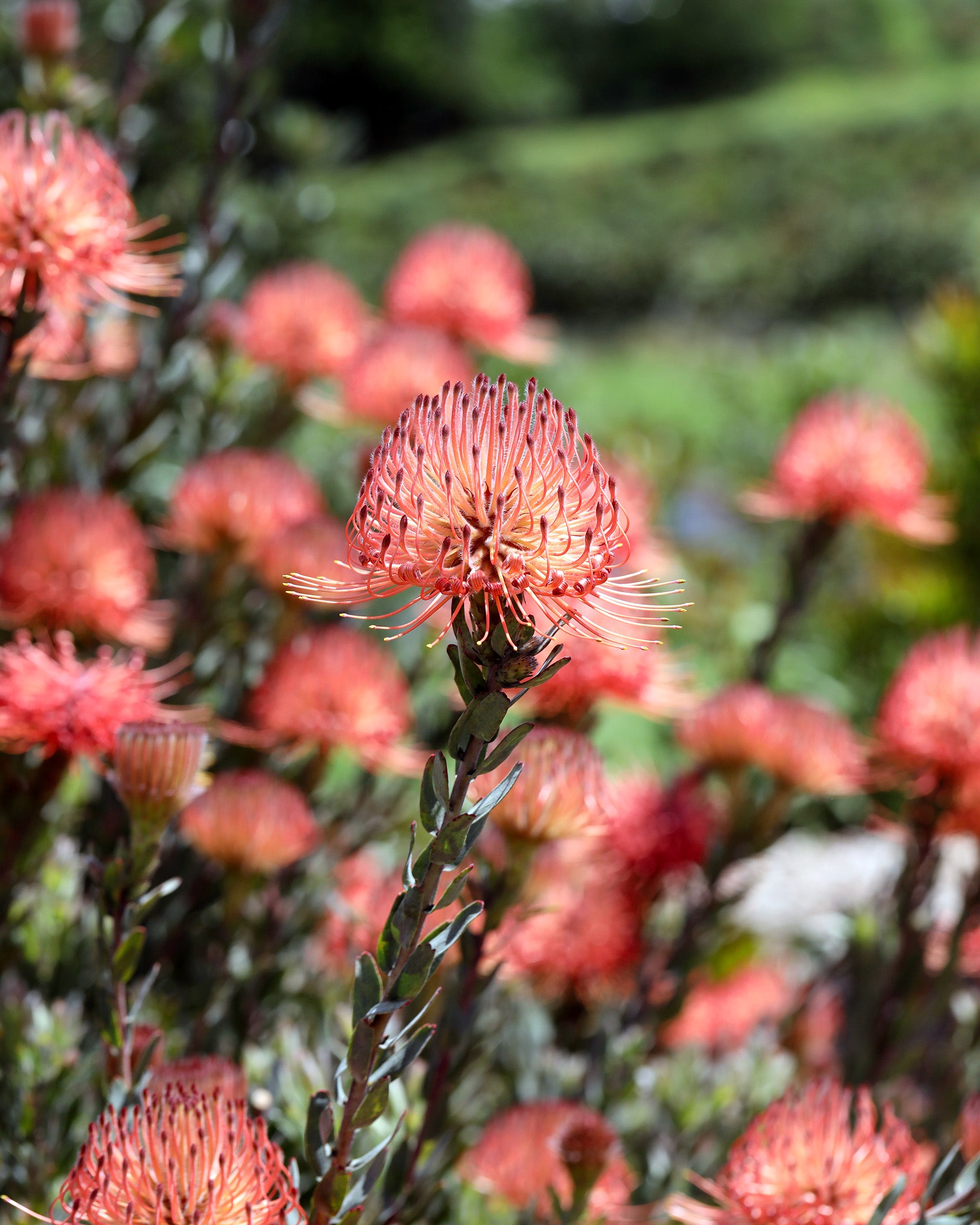 Leucospermum So Exotic