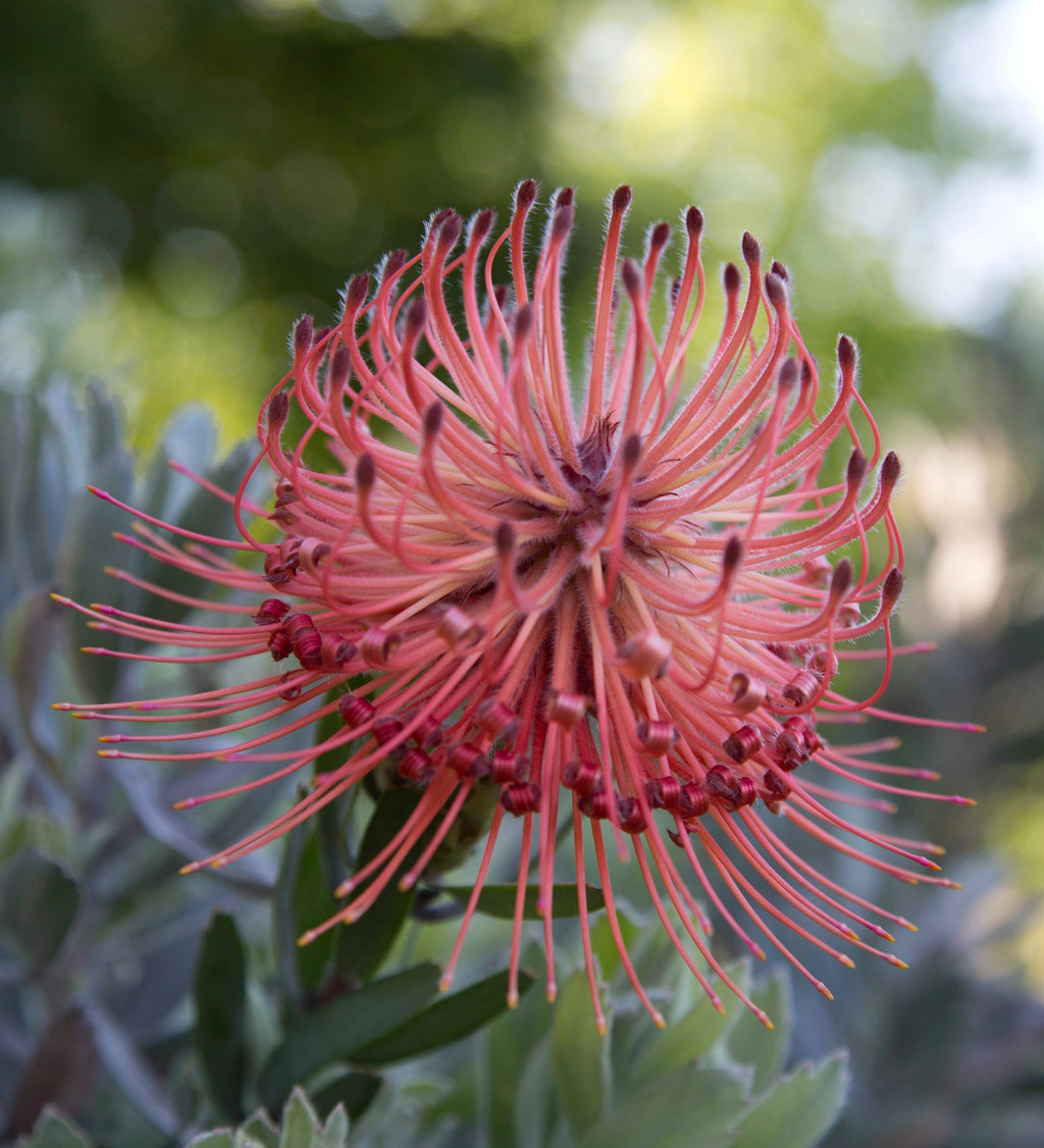 Leucospermum So Exotic
