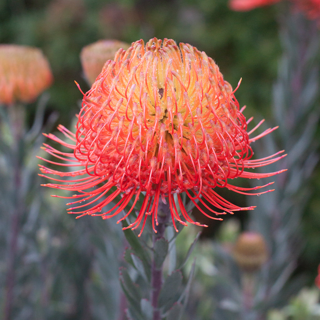 Leucospermum So Exquisite