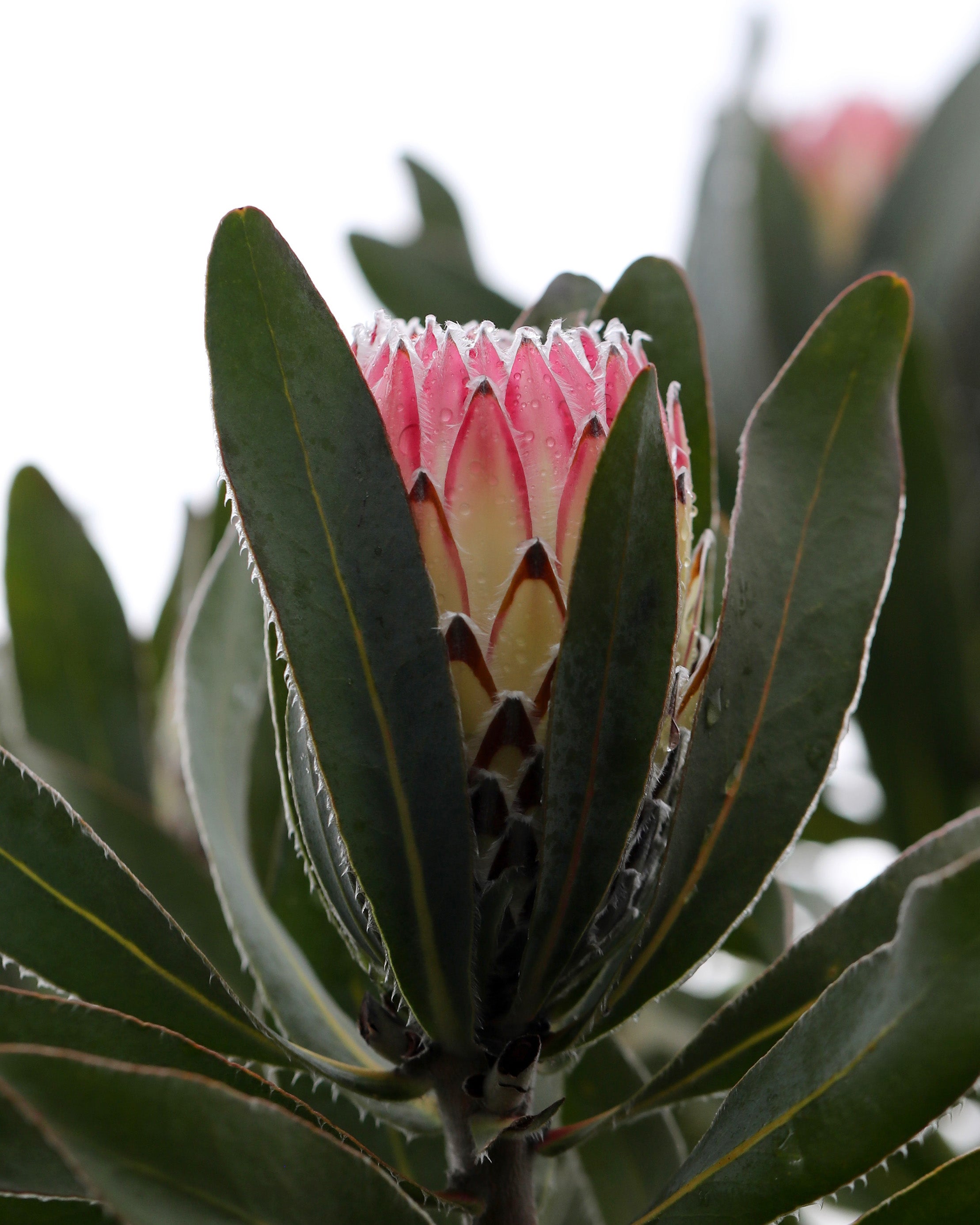 Protea Southern Cross