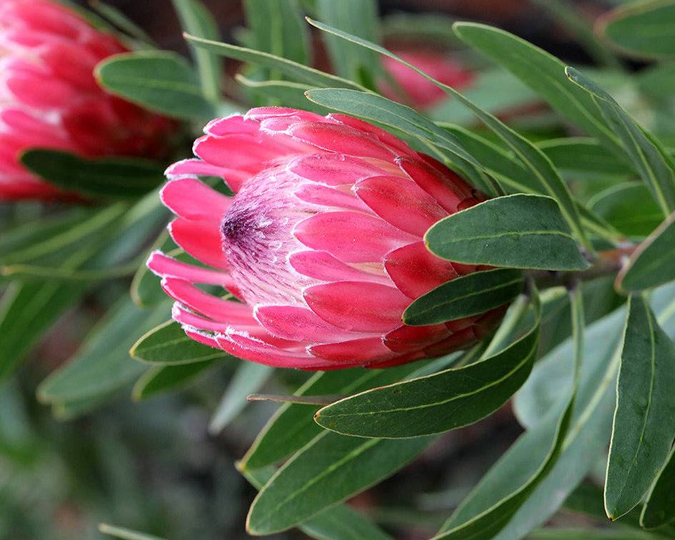 Protea Special Pink Ice