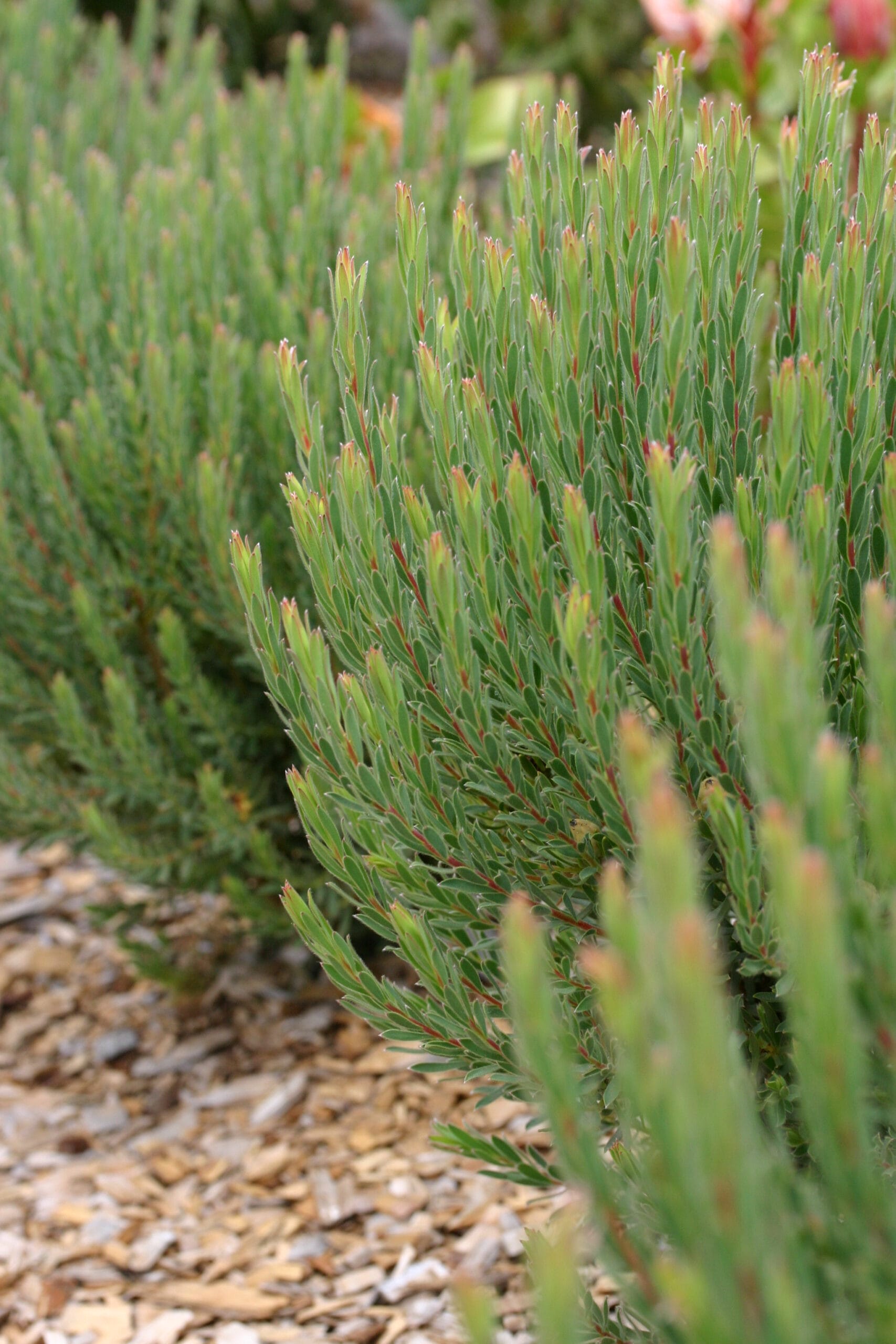 Leucadendron Strawberry Fair