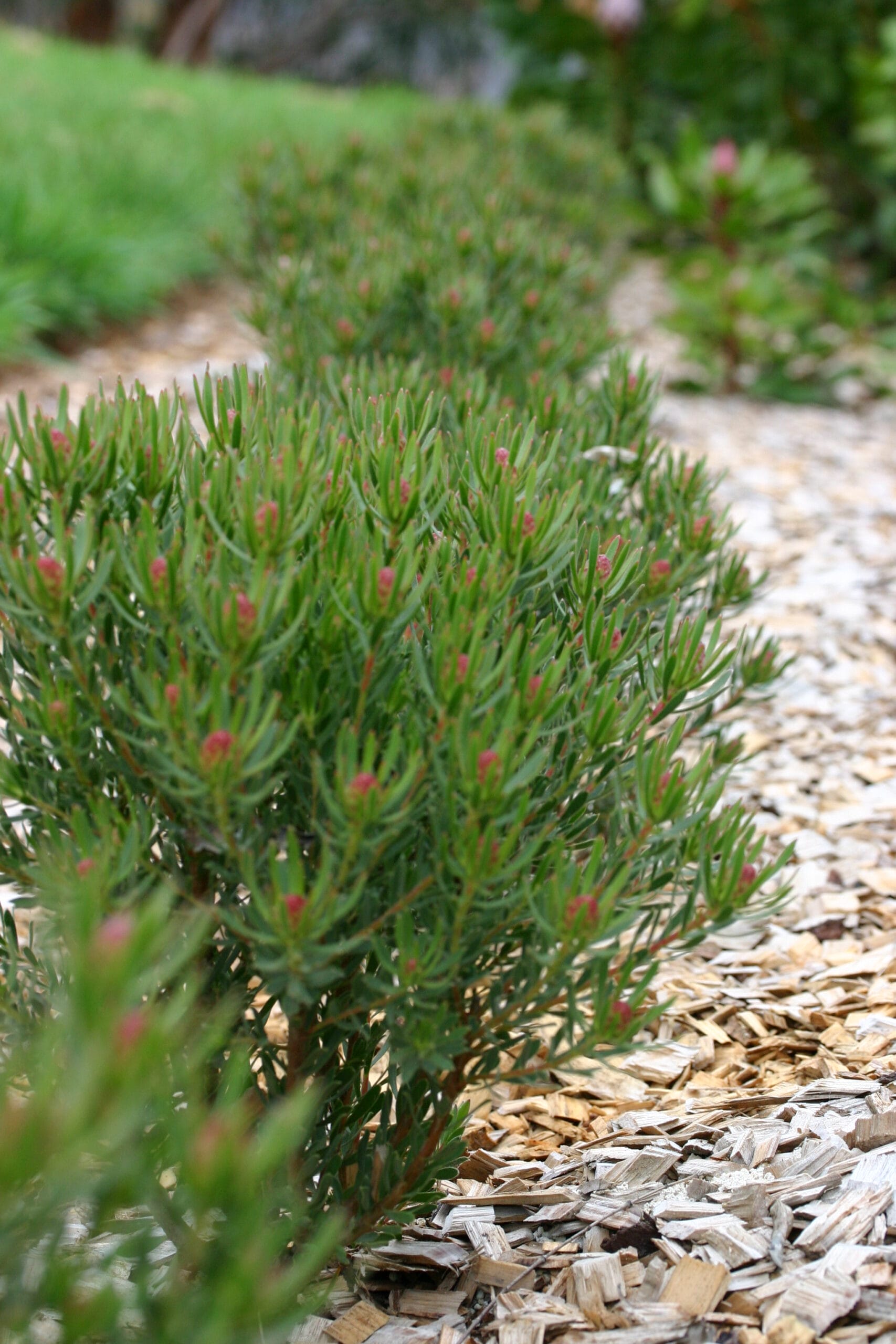 Leucadendron Strawberry Fair