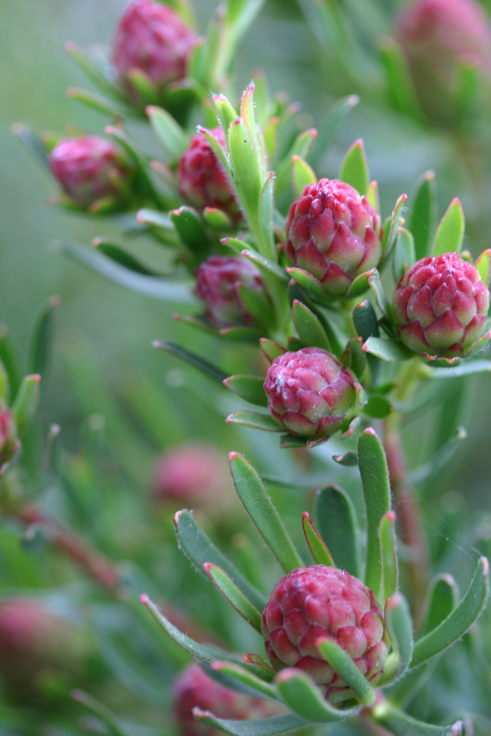 Leucadendron Strawberry Fair