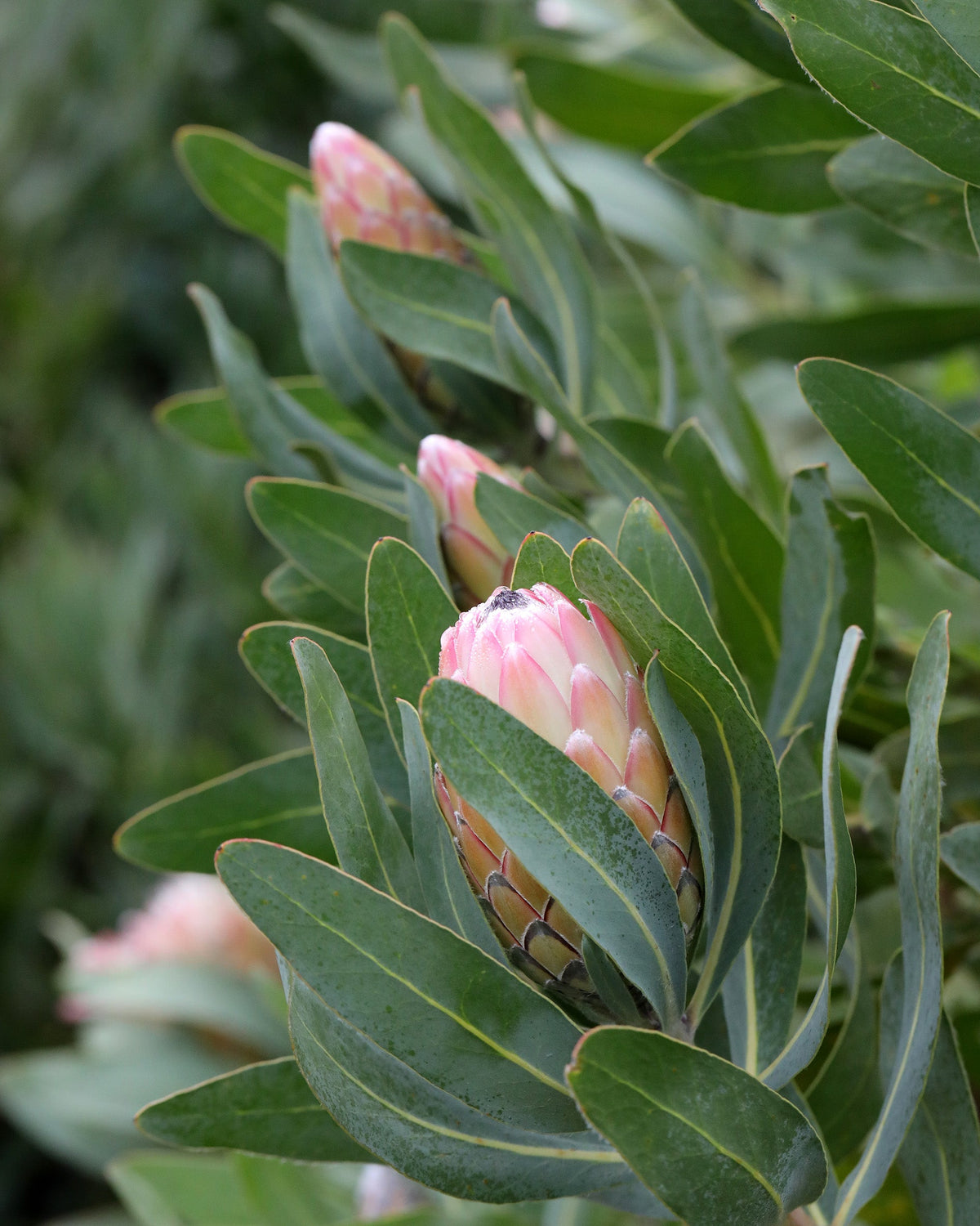 Protea Susara | Stunning Garden Plants For Sale Australia | Proteaflora