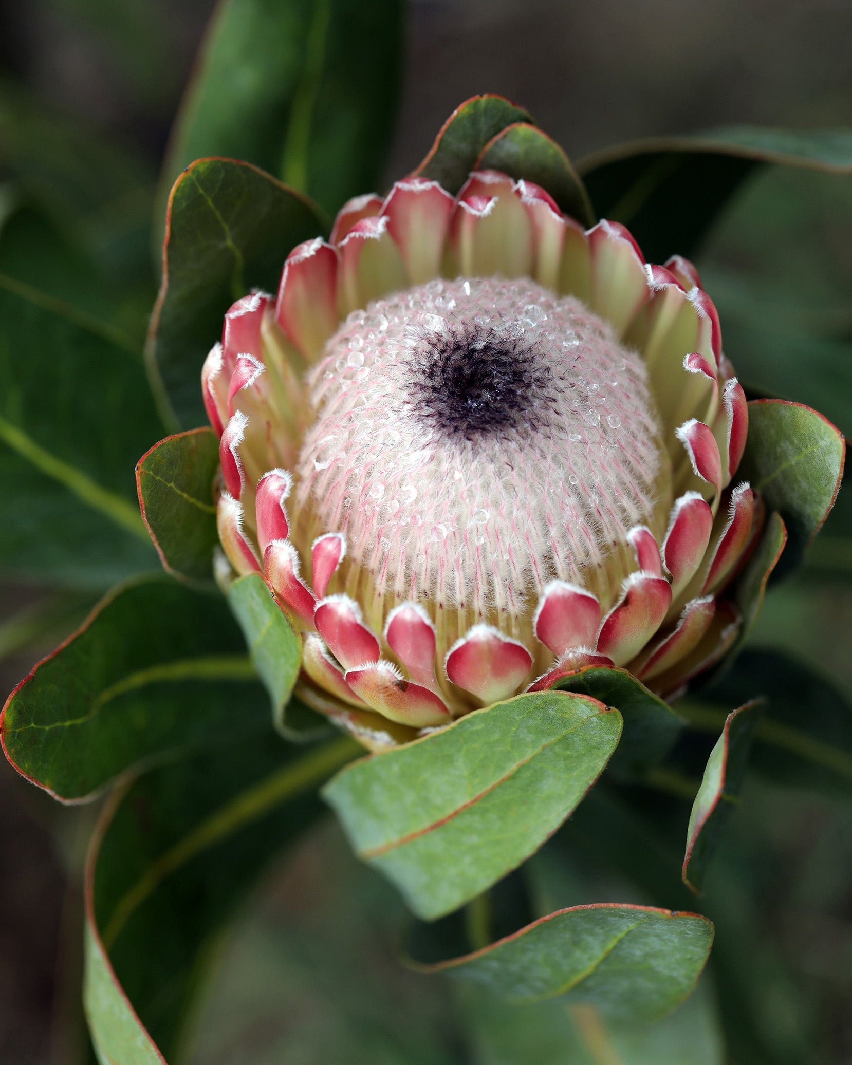 Protea Susara | Stunning Garden Plants For Sale Australia