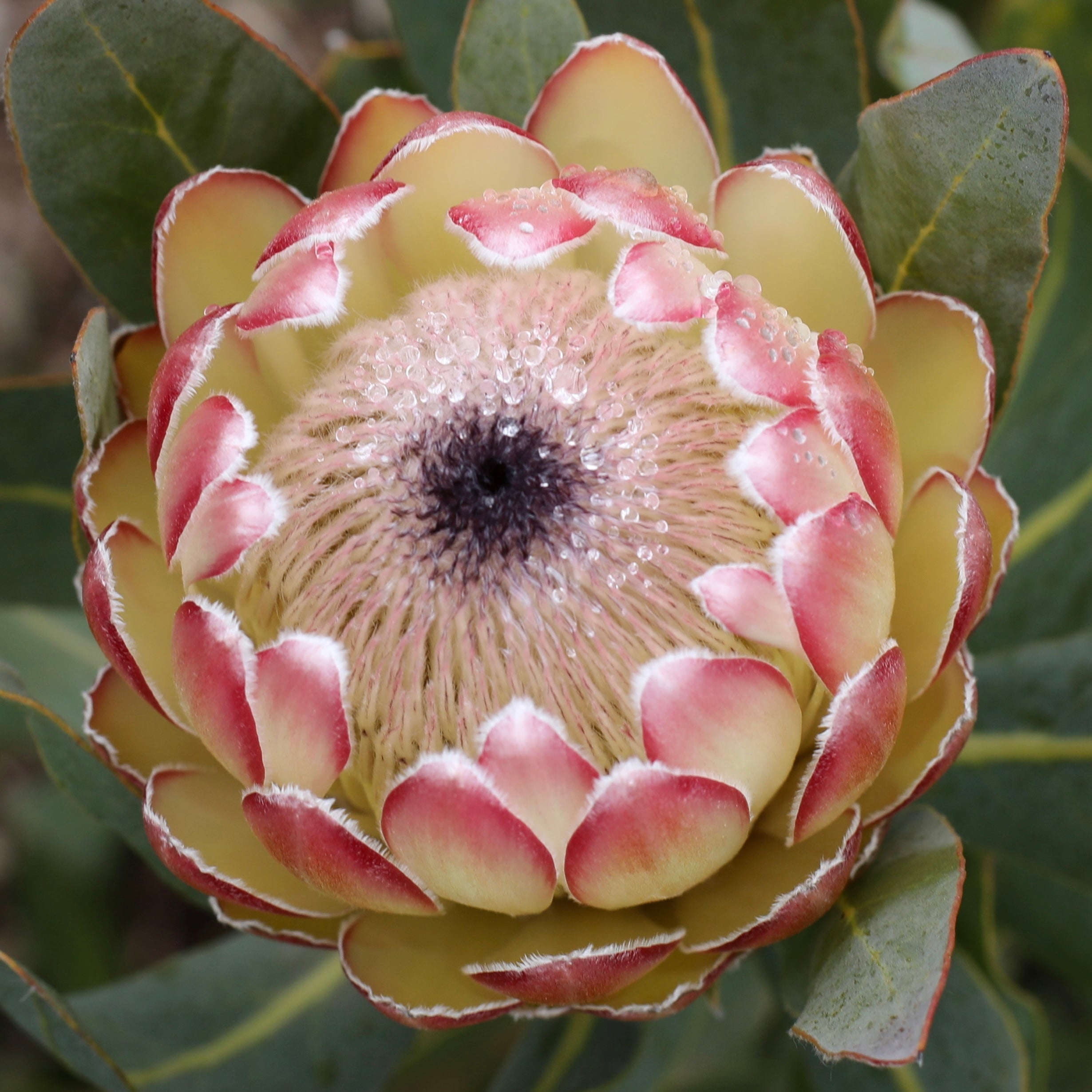 Protea Susara | Stunning Garden Plants For Sale Australia