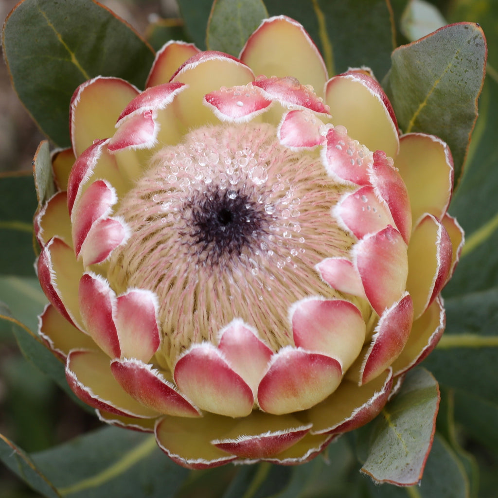 Protea Susara