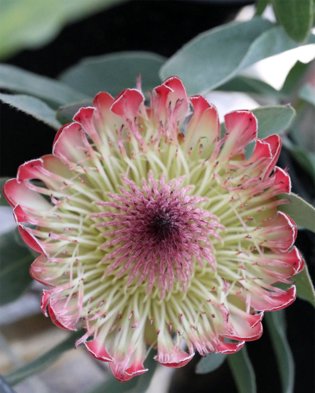Protea Sylvia