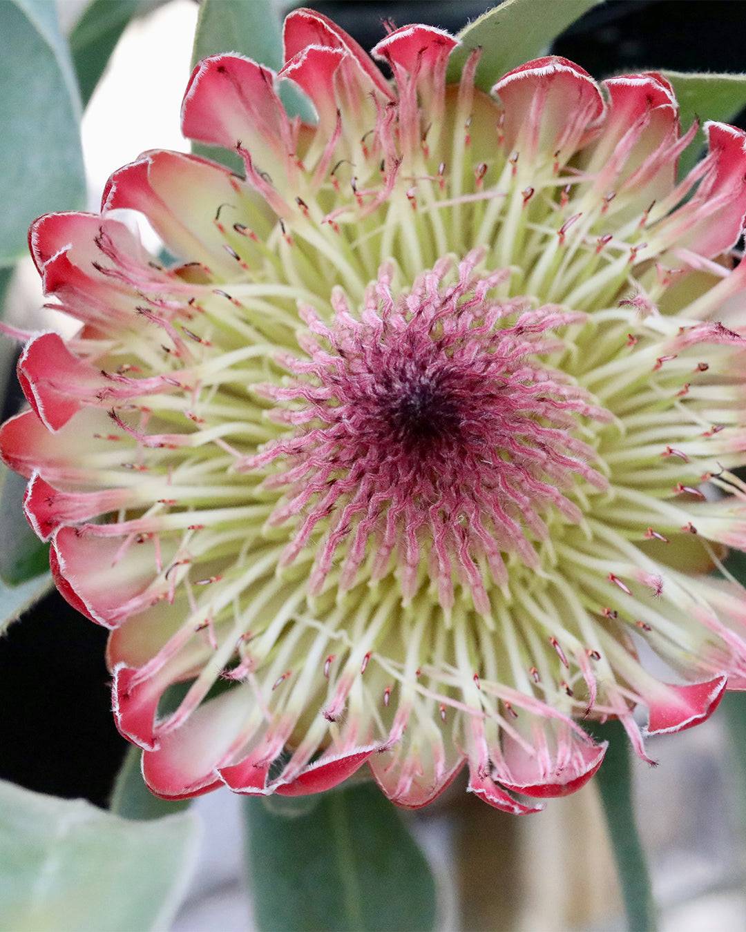 Protea Sylvia