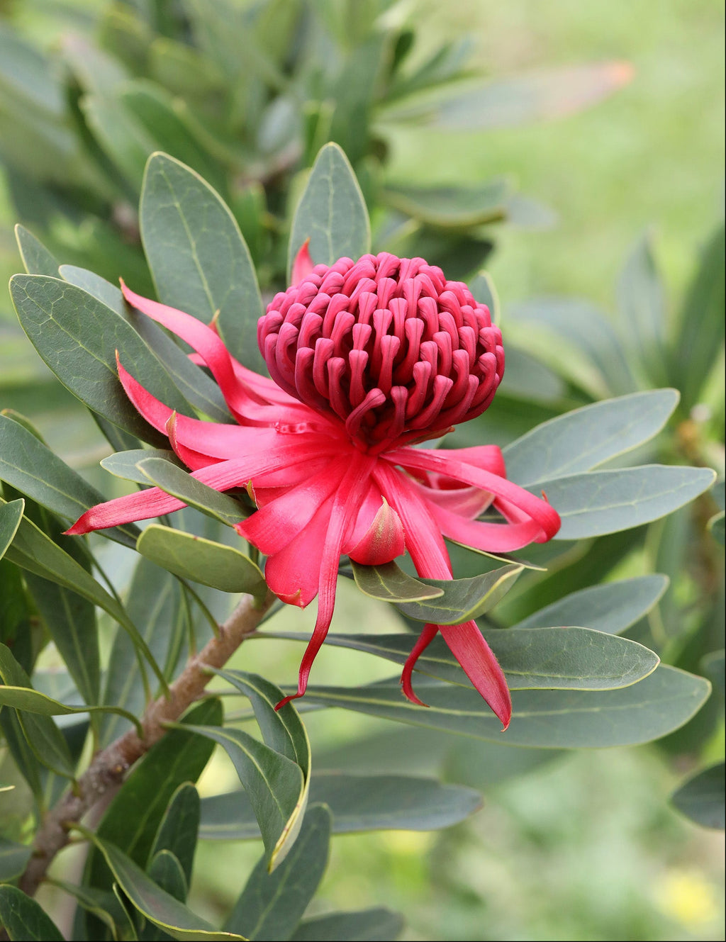 Close-up of a vibrant red waratah flower surrounded by green leaves.