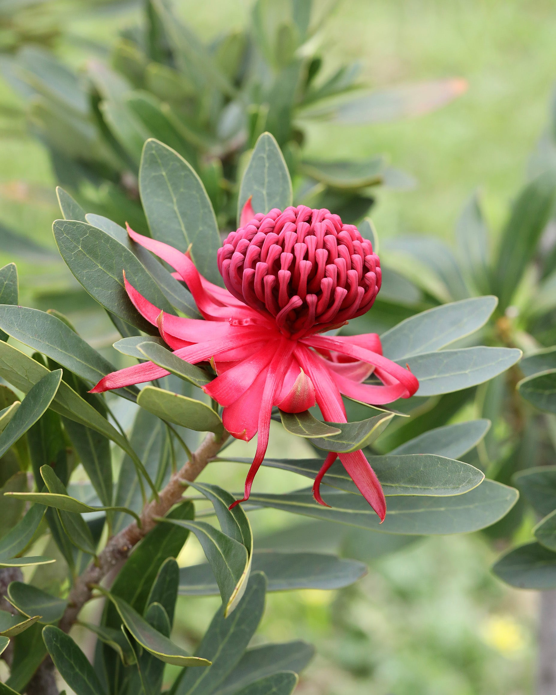 Close-up of a vibrant red waratah flower surrounded by green leaves.