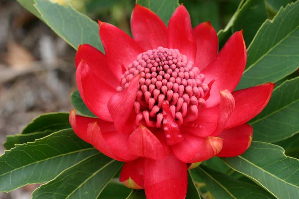 Enchanted Red Waratah