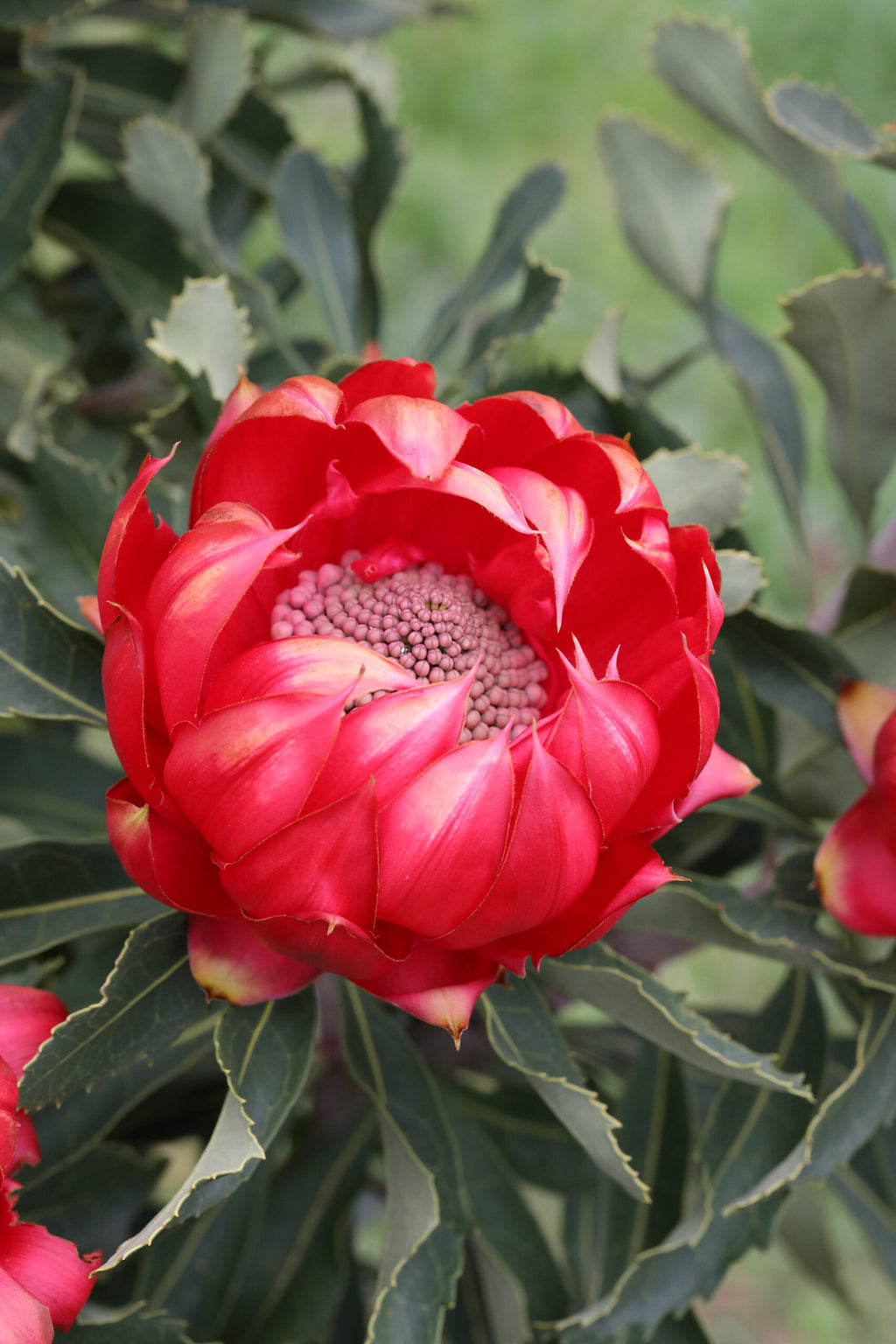 Telopea Enchanted Rose