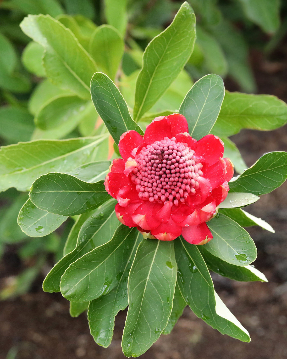 Telopea - Australian Native Waratah Plants For Sale - Proteaflora