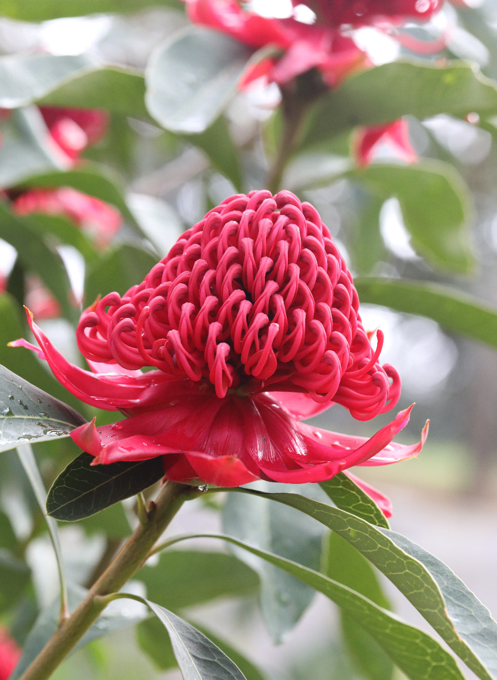 Shady Lady® Red | Premium Native Waratah Plants for Sale | Proteaflora