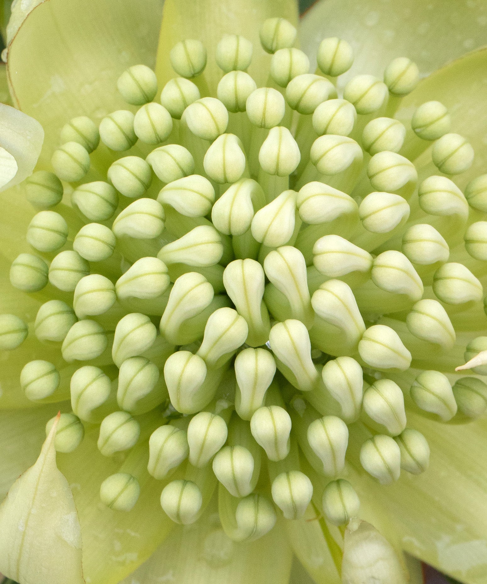 Shady Lady® White Waratah | Telopea Hybrid Australia | Proteaflora