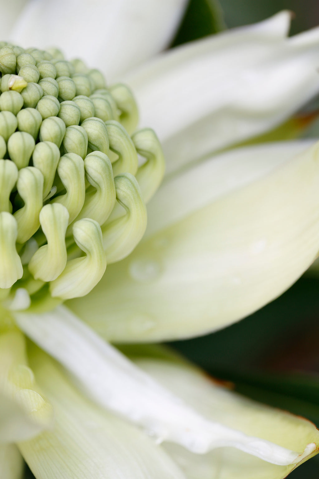 Shady Lady White Waratah