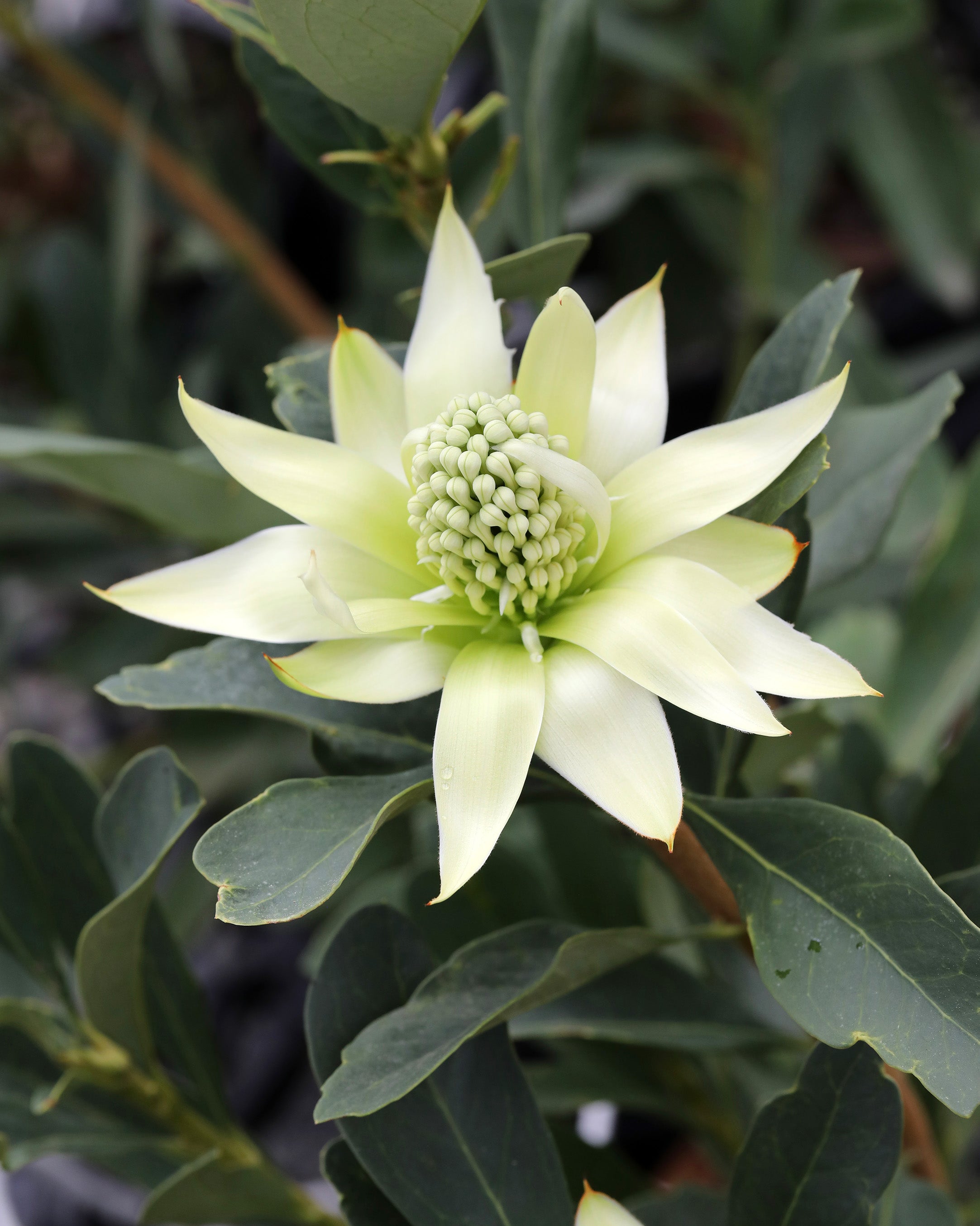 Shady Lady® White Waratah | Telopea Hybrid Australia | Proteaflora