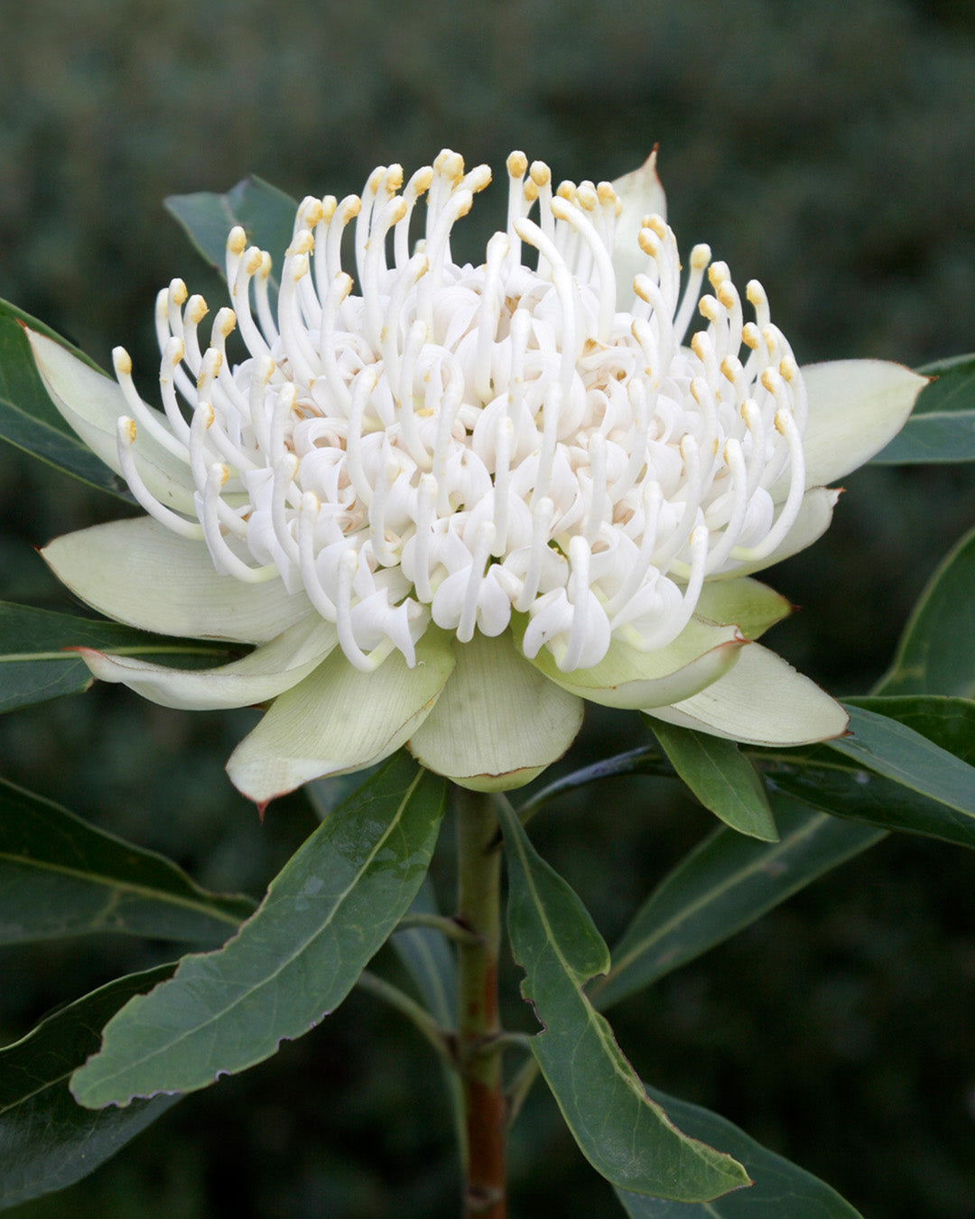 Shady Lady® White Waratah | Telopea Hybrid Australia | Proteaflora