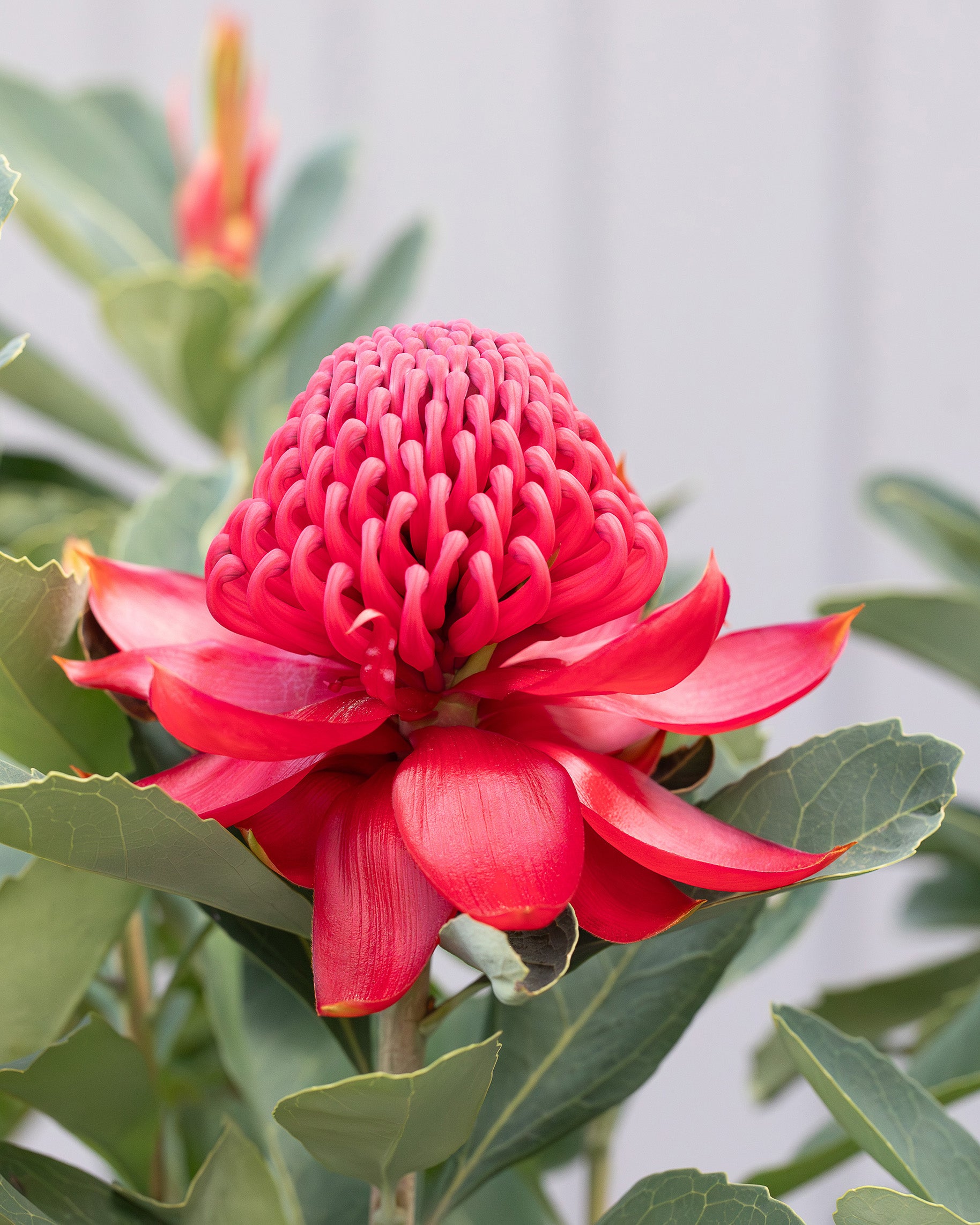 Telopea Shady Lady Crimson