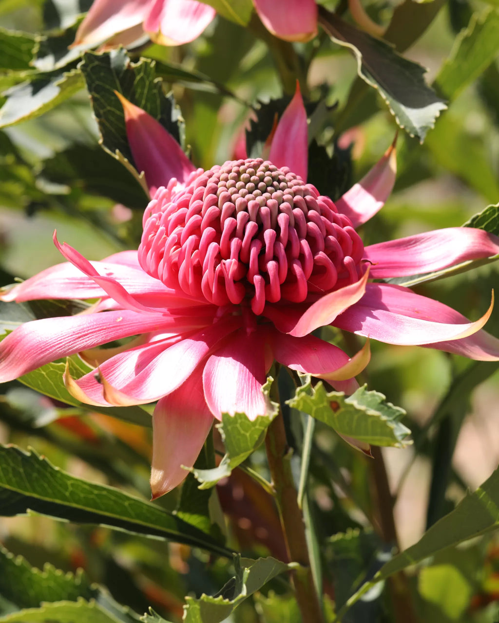 Telopea Shady Lady® Pink Waratah