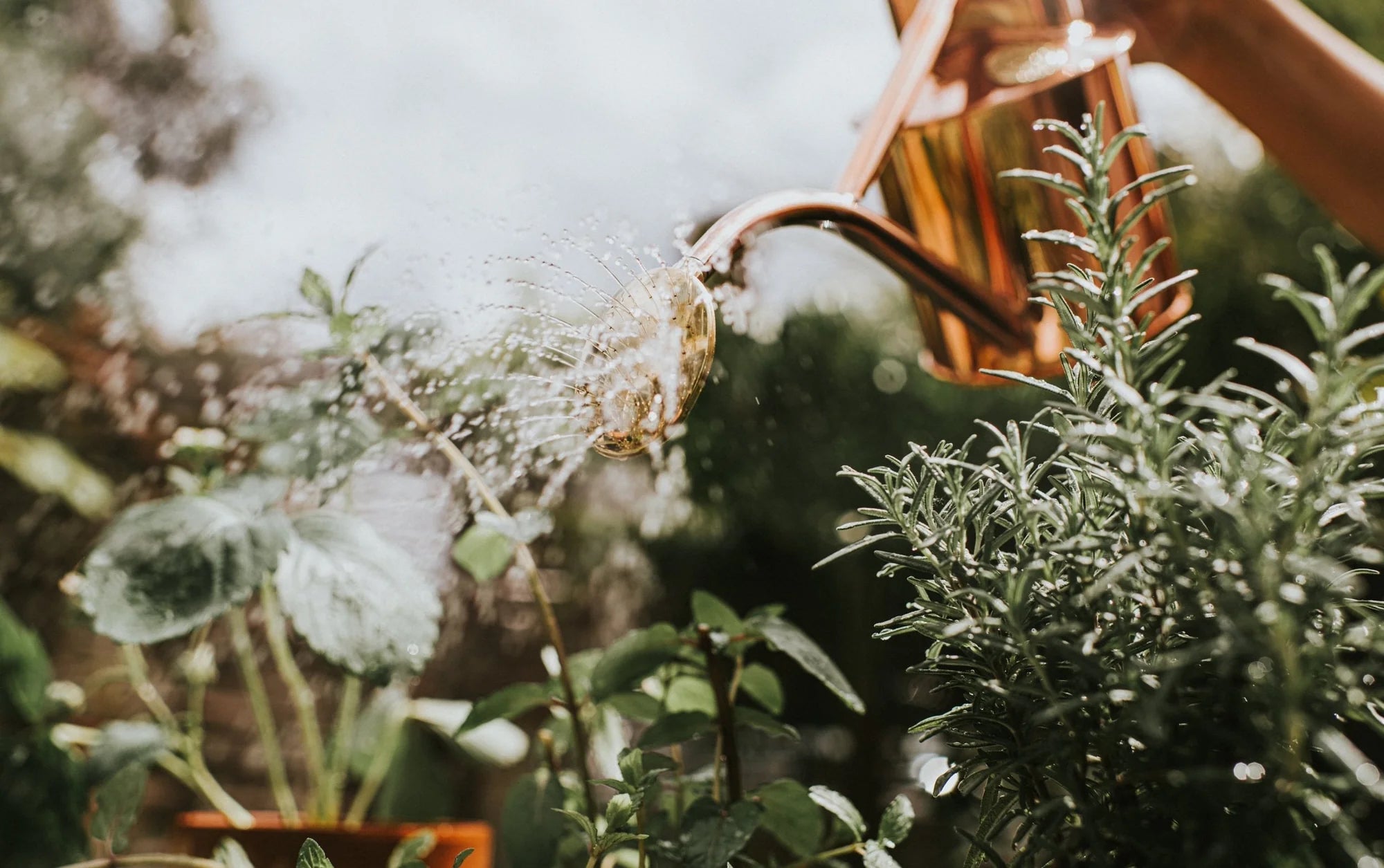 Haws Watering Cans