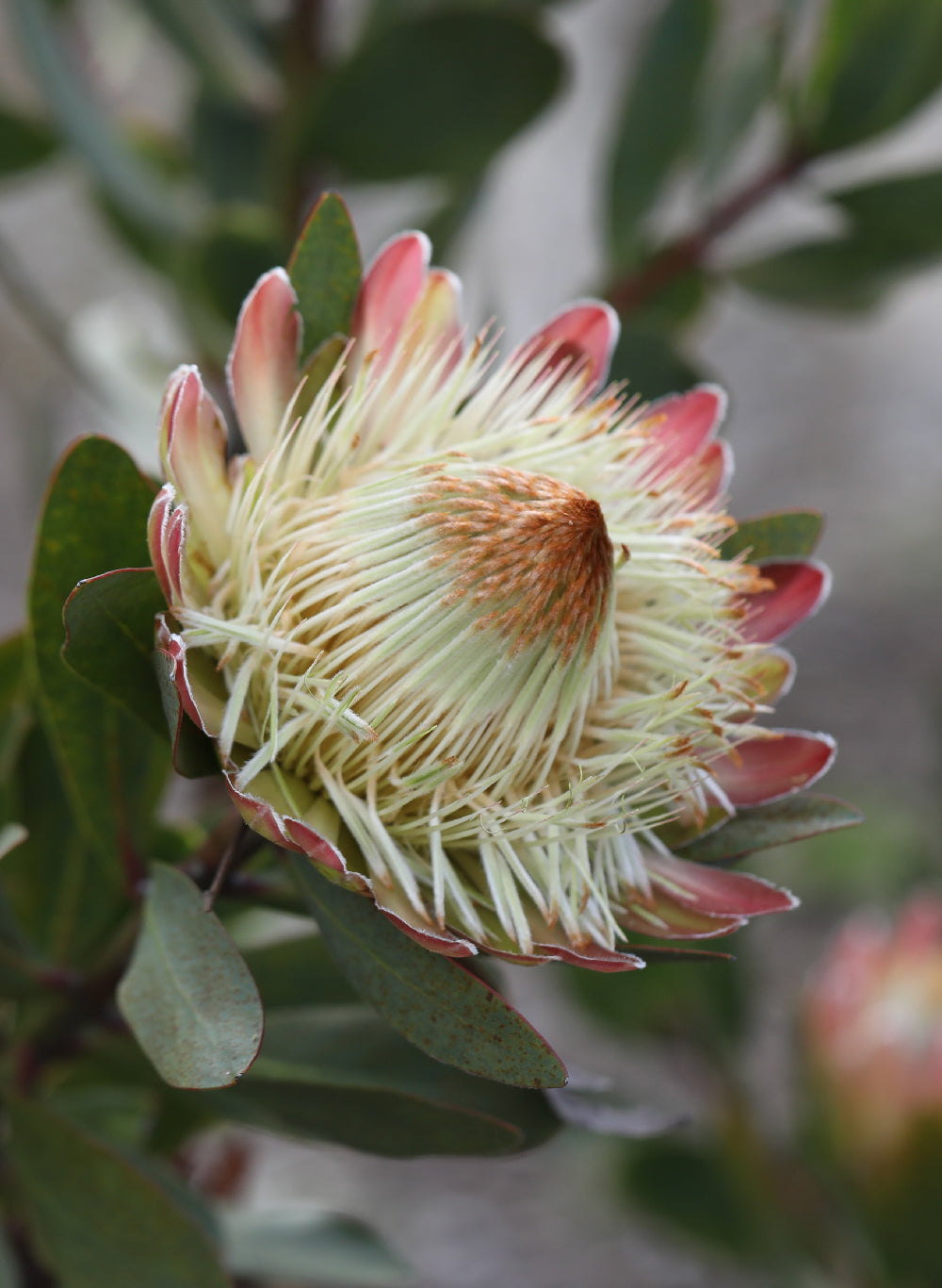 Protea White Ruby