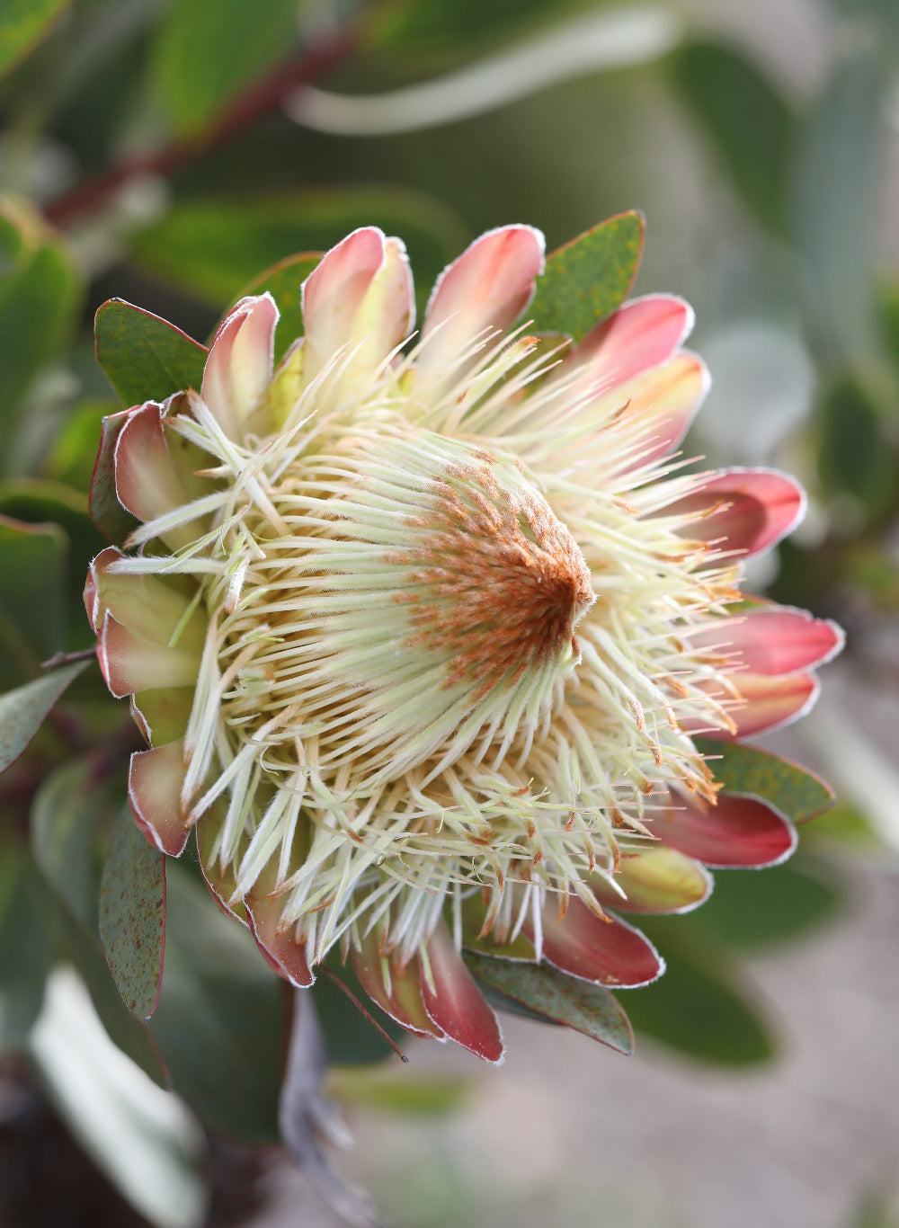Protea White Ruby