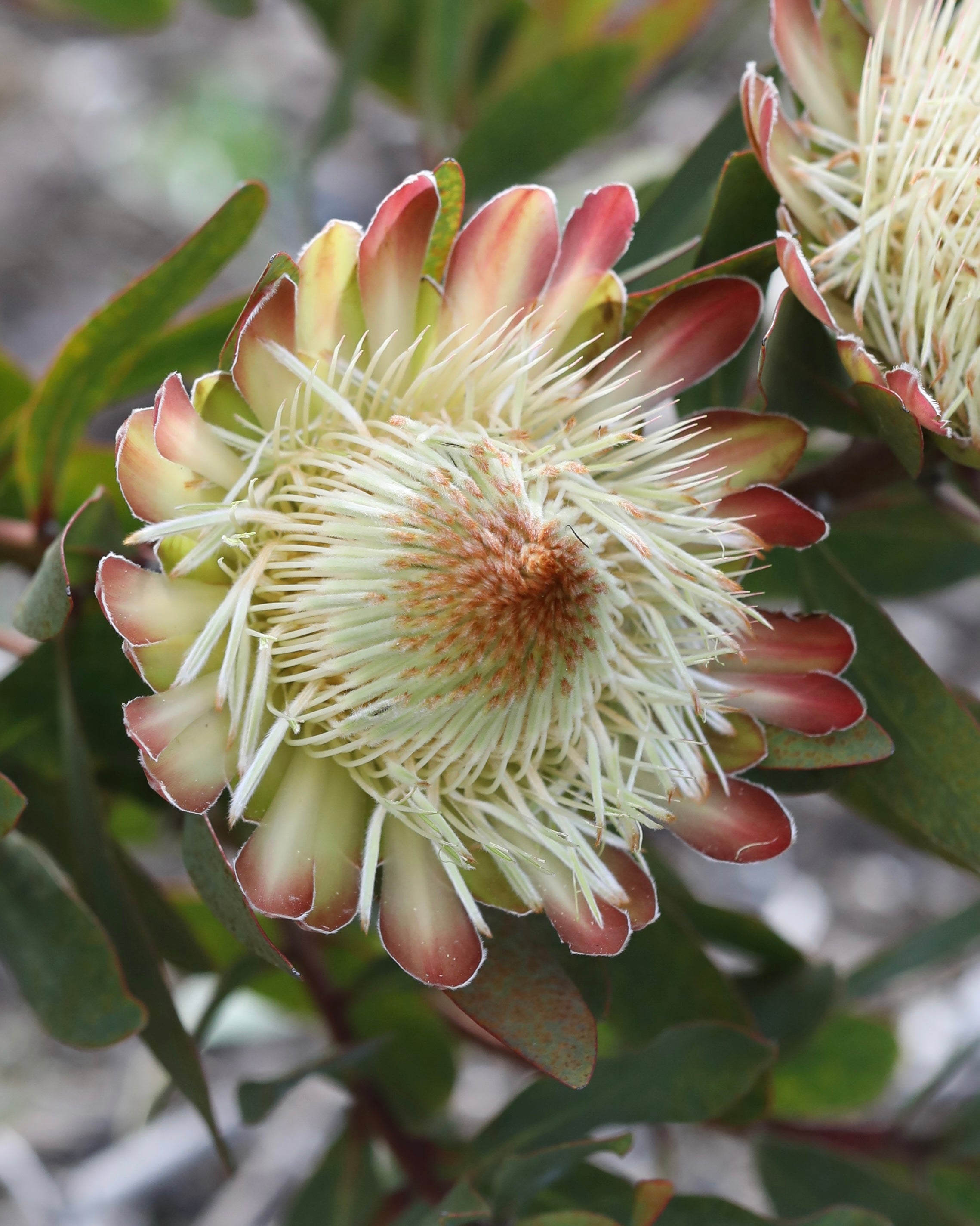 Protea White Ruby