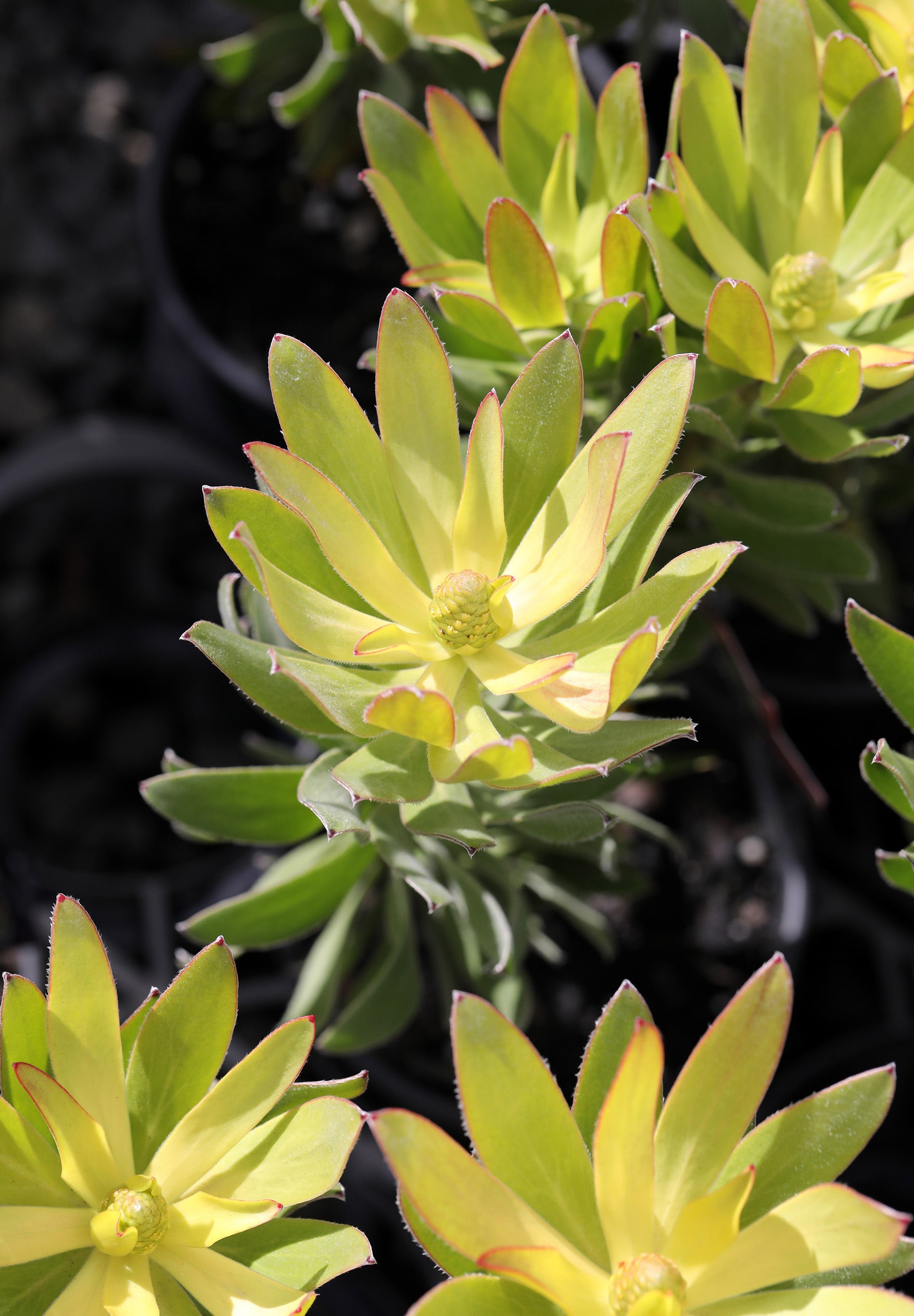 Leucadendron Winter Gold