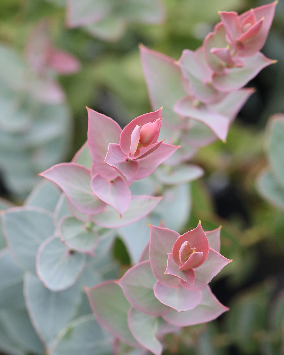 Protea amplexicaulis