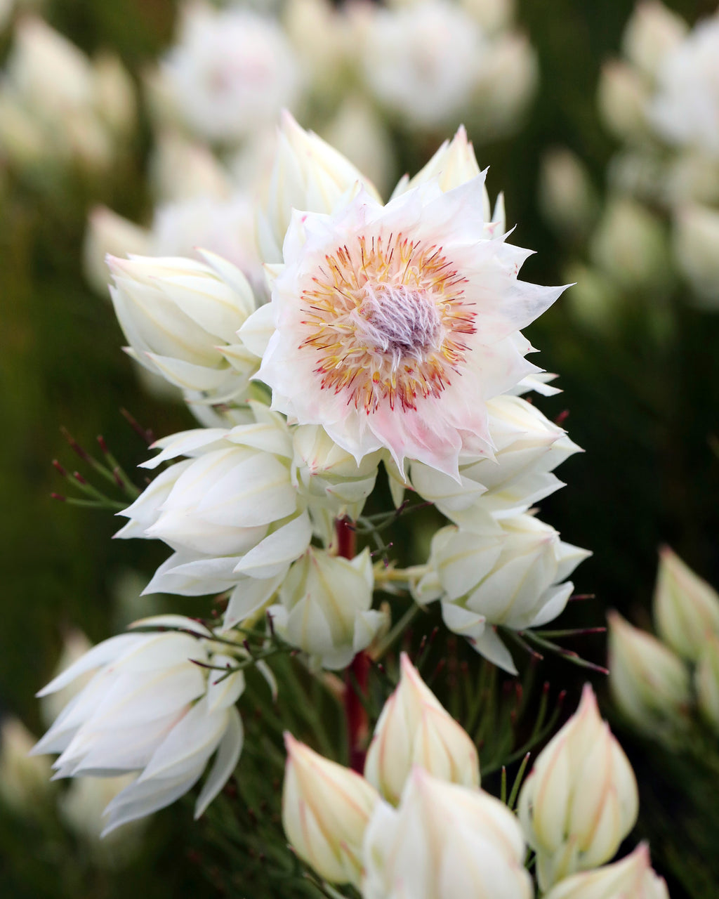 Serruria Blushing Bride
