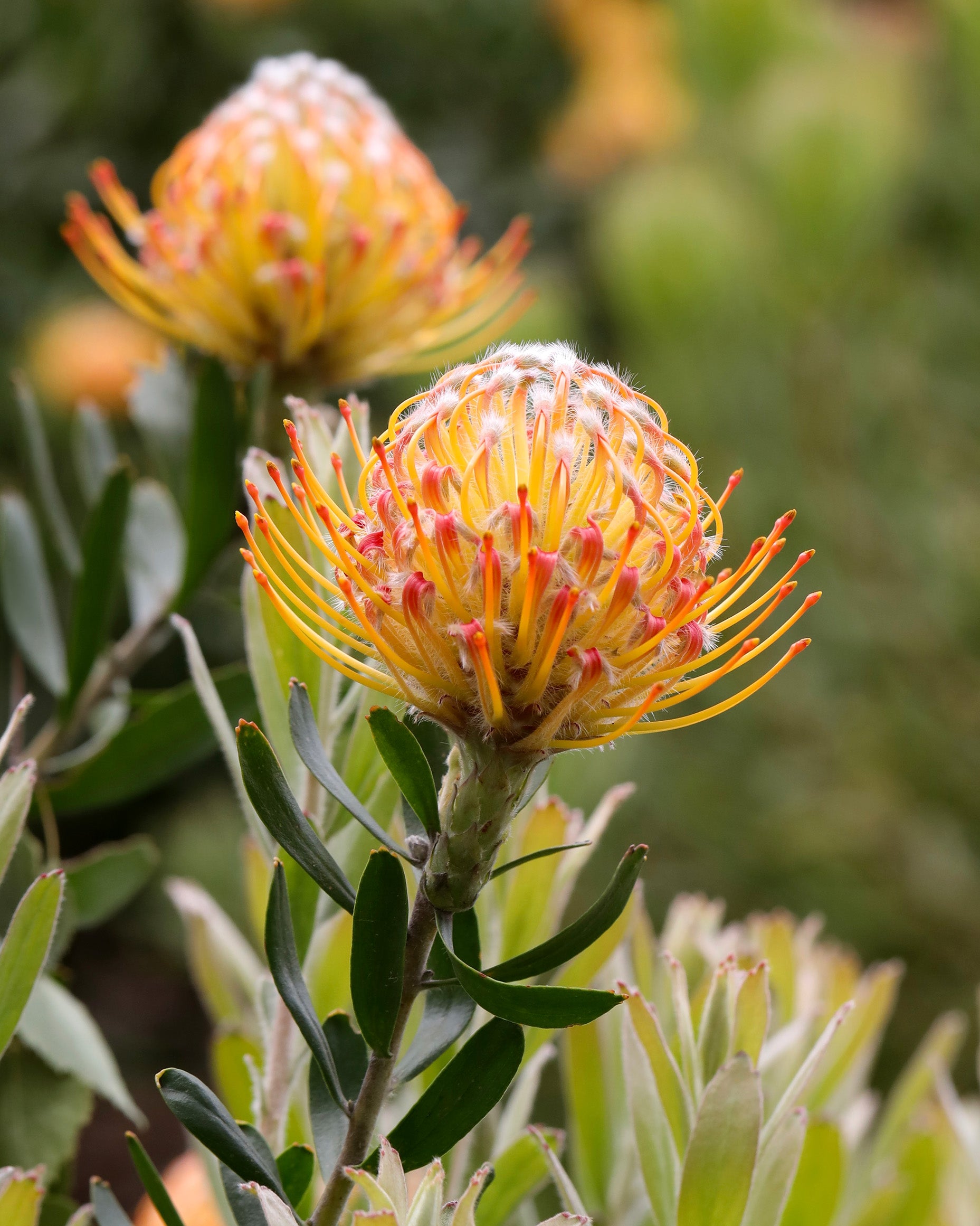 Leucospermum Carnival® Orange