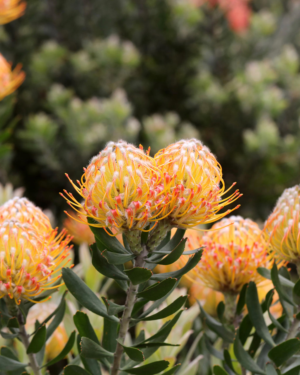Leucospermum Carnival® Orange